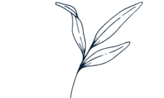 transparent leaf logo